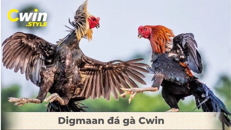 Hướng dẫn cách chơi Digmaan đá gà Cwin - Bí quyết dành phần thắng - Aovbuilds Digmaan da ga Cwin - Aovbuilds